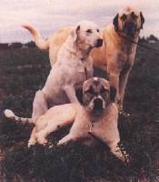 [Trio of Anatolian Shepherd Dogs]