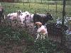 [Goats and Puppy]