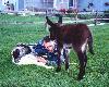 [Donkey and friends]