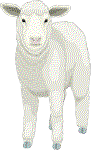 [Sheep]