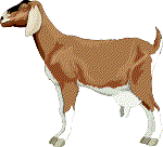 [Goat]