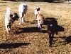 [Minis and Dogs]