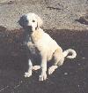 [Cute Pup]