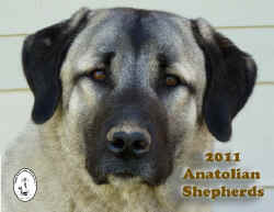 2011 Calendar cover - Amatolian Shepherd Dogs International