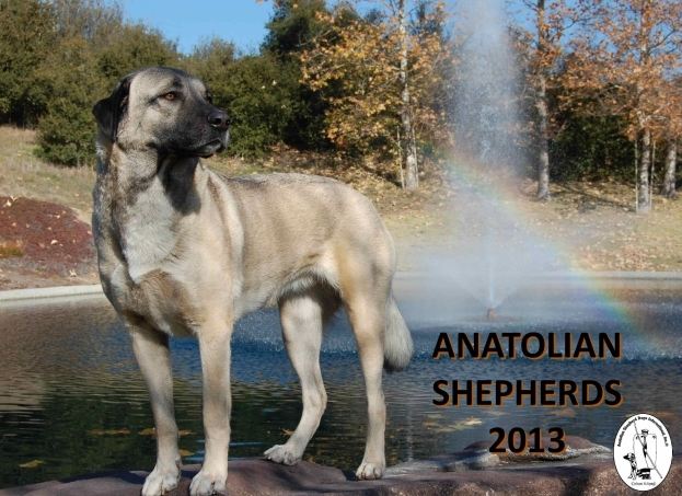 2013 Calendar Cover - ASDI