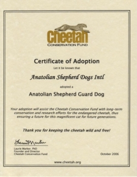 CCF 2006 Certificate