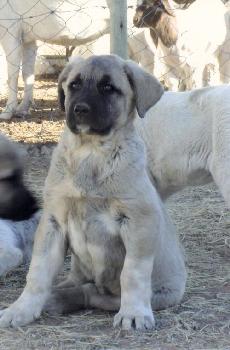 CCF Puppy