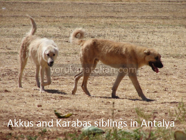 Akkus-n-Karabas-siblingsAntalya