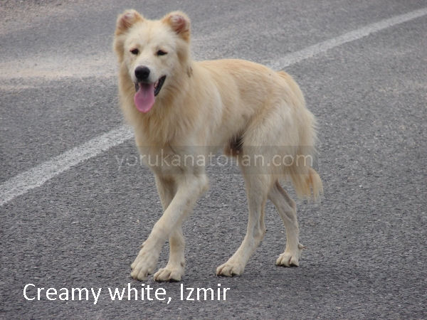 Creamy white, Izmir