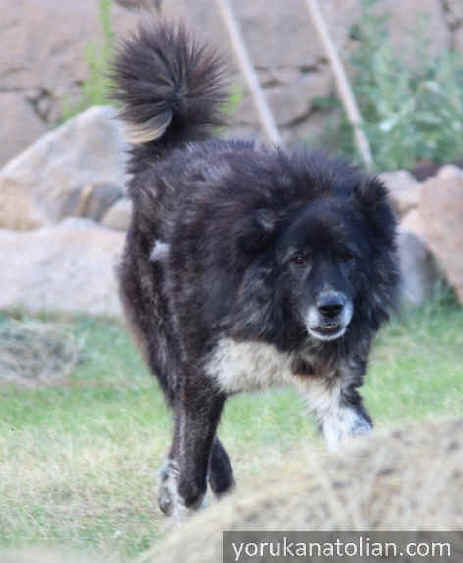 Ulukend dog