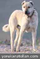 A fawn dog in summer coat