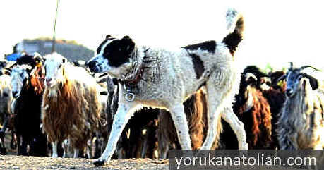 Black and white dog leading the flock