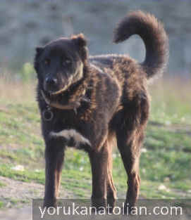 Shedding black kaba dog