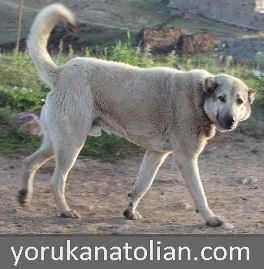 Semi kaba dog