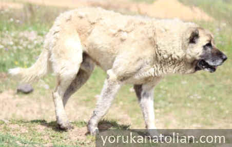 A dog with a very thick neck in Topesur