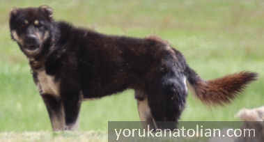 Fully shedded Ger (bt) color dog in Mollakara