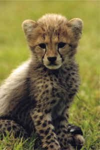Cheetah