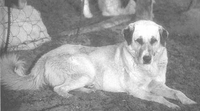 Flintis - Famous CCF dog. Photo from "Dogs With Jobs : Working Dogs Around the World" by Merrily Weisbord and Kim Kachanofe DVM; Pocket Books, a division of Simon & Schuster, New York; hardcover, 250 pages,