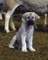 Sponsored Anatolian Puppy in Namibia. Cheetah Conservation Fund