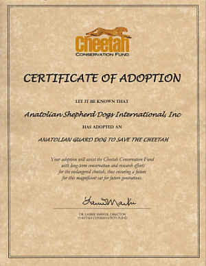 Certificate of Sponsorship CCF Anatolian Puppy