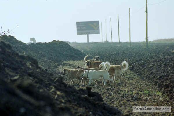 Turkish dogs, shepherd stock