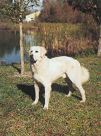 ASDI CH. Maranda's Baskin exhibits the classic "Akbash" look. He was bred by Mary and Randy Ewald and is owned by Betty Hayward.