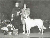 Duke at a dog show.