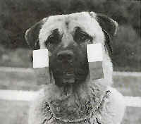 Handsome Champion Alp