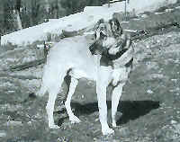 Aslan of Murted - Turkish import