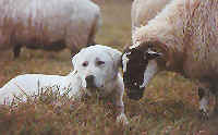 White Anatolian with sheep