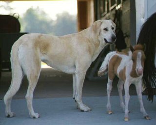 [ Shu-Shu with filly - Holly Ballester ]