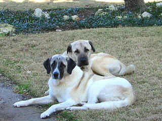 [ Jazzy & Bandit - Gail Lindsey ]