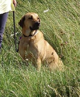 [ Bina (Rescue)- Marianne & Rien van der Winden ]