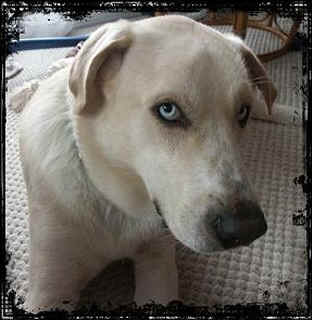 [ Blue (Rescue ASD) - Lou and Lyle Thevenot ]