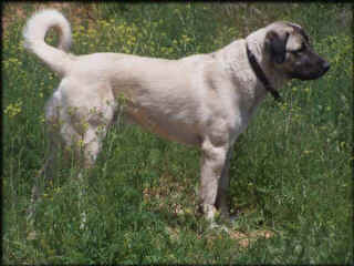 [ Deke - 10 mo - Russ & Judy Shows ]