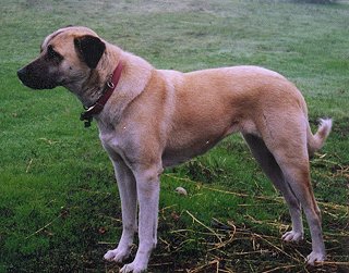 [ Fayda 1993 -2003 - Kathy Gerlach ]