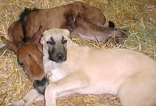 [ Soliman - 5 months with 2001 foal ]