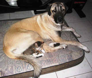 [ Gabby with her kitten - Christine Kelley ]