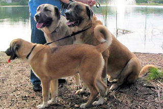 [ L-R: Moses, Malachi, Gabby - Christine Kelley ]