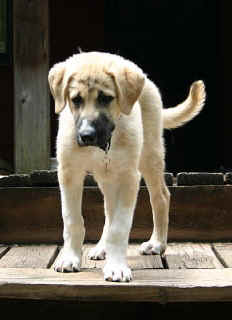 [ Koda @ 12 weeks - Tammy Ardolf ]