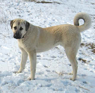 [ Max @ 7.5 mo - Annette Begin ]
