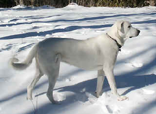 [ Noodle - 1 1/2 yr - Andrew and Samantha Miller ]