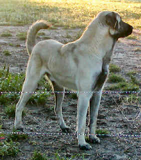 [ Pilot (full brother to Nazik) - pic from Char Luthy ]