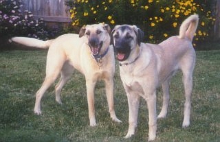 [ Sasha and Blue - Rachel Amov ]