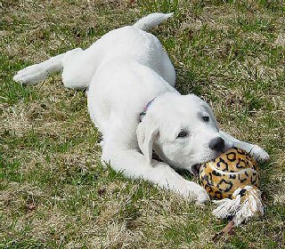 [ Wargus 11 weeks - Cissy Stamm ]