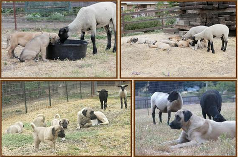 4 working dog photos