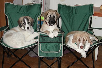Marky's Sandbrook puppies