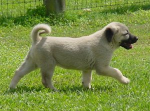Visit Ballester's Anatoian Anatolian Shepherds and puppies!