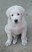 Puppy