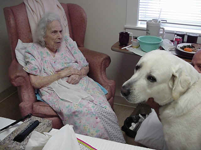 Marky, Therapy Dog